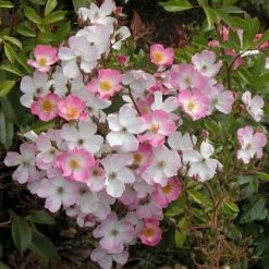 Rosier Tige Ballerina