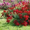Rosier Couvre-sol Rouge Cascade -Promesse Fleurs Boutique rosier couvre sol rouge cascade en racines nues 85820 1