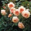 Rosier David Austin A Shropshire Lad -Promesse Fleurs Boutique rosier david austin a shropshire lad 665312 1
