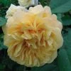 Rosier Ancien Fragrant Old Yellow -Promesse Fleurs Boutique rosier fragant old yellow 771501 1