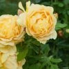 Rosier David Austin Golden Celebration -Promesse Fleurs Boutique rosier golden celebration 66521 1