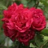 Rosier Grimpant Blaze Superior (Blaze Improved, Demokracie) -Promesse Fleurs Boutique rosier grimpant blaze superior 15619 1
