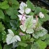 Rubus Microphyllus Variegatus - Ronce D'ornement Panachée 2 Rubus Microphyllus Variegatus - Ronce D'ornement Panachée -Promesse Fleurs Boutique rubus microphyllus variegatus v 19364 1
