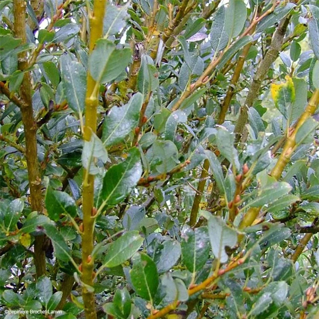 Salix (x) Tetrapla - Saule 3 Salix (x) Tetrapla - Saule