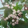 Sambucus Nigra Thundercloud - Sureau Noir -Promesse Fleurs Boutique sambucus nigra thundercloud sureau noir 84313 1