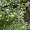 Sarcococca Hookeriana -Promesse Fleurs Boutique sarcococcas hookeriana type 7816000 1