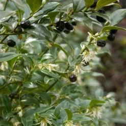 Sarcococca Hookeriana