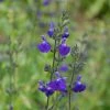 Sauge Arbustive Victoria Blue -Promesse Fleurs Boutique sauge arbustive victoria blue 84992 1