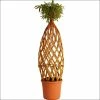 Saule à Bois Jaune Tressé - Forme Bombée 1 Saule à Bois Jaune Tressé - Forme Bombée -Promesse Fleurs Boutique saule a bois jaune tresse forme bombee 86473 1