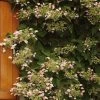 Schizophragma Hydrangeoides Rose Sensation (Roseum)