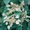 Schizophragma Hydrangeoides Moonlight -Promesse Fleurs Boutique schizophragma moonlight 771567 1