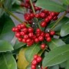 Skimmia Japonica Veitchii -Promesse Fleurs Boutique skimmia japonica veitchii ld tonyrodd 7845 1