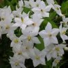 Solanum Jasminoides Album -Promesse Fleurs Boutique solanum jasminoides album 491544 3