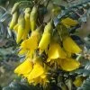 Sophora Microphylla Sun King -Promesse Fleurs Boutique sophora microphylla sun king hilsop 7821 1