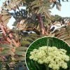 Sorbus Scalaris - Sorbier à Feuilles De Fougère