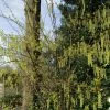 Stachyurus Chinensis Celina -Promesse Fleurs Boutique stachyurus chinensis celina 9601 1