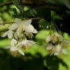 Styrax Japonica - Styrax Japonais 2 Styrax Japonica - Styrax Japonais -Promesse Fleurs Boutique styrax japonica 74160 6