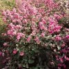 Symphorine, Symphoricarpos Doorenbosii Magical Candy 1 Symphorine, Symphoricarpos Doorenbosii Magical Candy -Promesse Fleurs Boutique symphoricarpos doorenbosii magical candy 7970 6