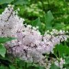 Lilas De Chine - Syringa Patula Miss Kim