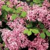 Lilas à Petites Feuilles - Syringa Red Pixie -Promesse Fleurs Boutique syringa red pixie 9683 1