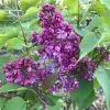 Lilas - Syringa Vulgaris Prince Wolkonsky -Promesse Fleurs Boutique syringa vulgaris prince wolkonsky 781757 3