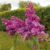 Lilas Commun - Syringa Vulgaris Znamya Lenina 2 Lilas Commun - Syringa Vulgaris Znamya Lenina -Promesse Fleurs Boutique syringa vulgaris znamya lenina 100875 1