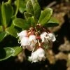 Airelle, Vaccinium Vitis Idaea -Promesse Fleurs Boutique vaccinium vitis idaea 7548 1