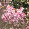 Viorne D'hiver - Viburnum Bodnantense Dawn -Promesse Fleurs Boutique viburnum bodnantense dawn 7629 5