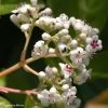 Viorne - Viburnum Le Bois Marquis 2 Viorne - Viburnum Le Bois Marquis -Promesse Fleurs Boutique viburnum le bois marquis 7818 1 3