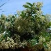 Viburnum Lucidum - Viorne Luisante 2 Viburnum Lucidum - Viorne Luisante -Promesse Fleurs Boutique viburnum lucidum arbustes 15748 1