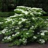 Viorne De Chine - Viburnum Plicatum Mariesii -Promesse Fleurs Boutique viburnum plicatum mariesii 84382 1
