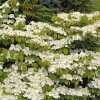 Viorne De Chine - Viburnum Plicatum Mariesii Great Star