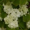Viorne - Viburnum Plicatum Popcorn 1 Viorne - Viburnum Plicatum Popcorn -Promesse Fleurs Boutique viburnum plicatum popcorn 7961 5
