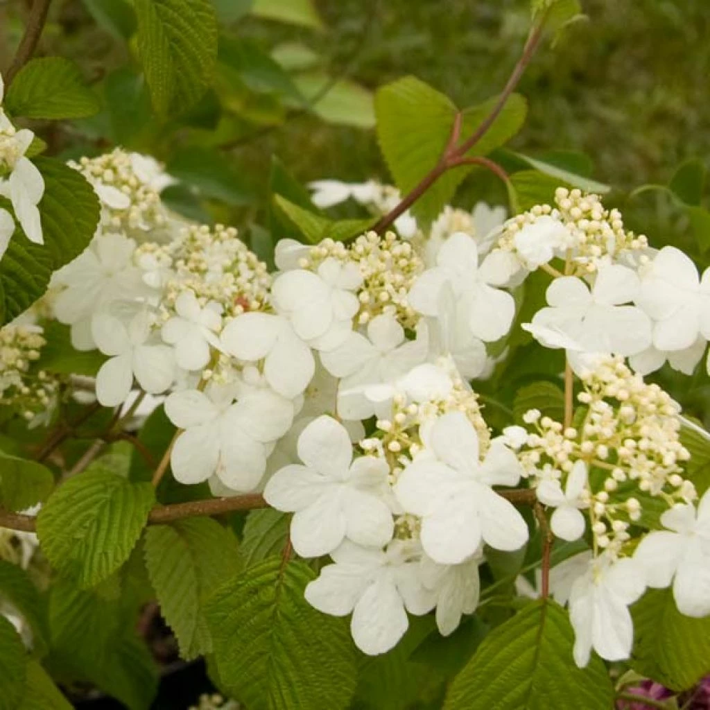 Viorne - Viburnum Plicatum Summer Snow Flake 3 Viorne - Viburnum Plicatum Summer Snow Flake