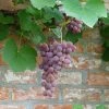 Vigne Fragola Nera - Raisin Fraise 2 Vigne Fragola Nera - Raisin Fraise -Promesse Fleurs Boutique vigne fragola nera 86450 1 1