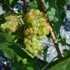 Vigne Muscat Champion 1 Vigne Muscat Champion -Promesse Fleurs Boutique vigne vitis Muscat blanc 771563 1