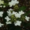 Viorne - Viburnum Plicatum Watanabe -Promesse Fleurs Boutique viorne viburnum plicatum watanabe PC douce 1