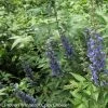 Vitex Agnus-castus Blue Didley® - Gattilier -Promesse Fleurs Boutique vitex agnus castus blue didley 85467 1