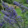 Vitex Agnus-castus Delta Blues - Gattilier -Promesse Fleurs Boutique vitex agnus castus delta blues 81424 1
