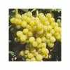 Vigne - Vitis Palatina -Promesse Fleurs Boutique vitis vinifera palatina livre en hauteur 125 150 cm 4l 5l 1 1