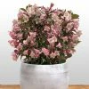 Weigela Florida Vintage Love -Promesse Fleurs Boutique weigela florida vintage love 16350 1