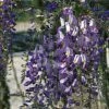 Glycine Du Japon - Wisteria Floribunda Domino Ou Issai 1 Glycine Du Japon - Wisteria Floribunda Domino Ou Issai -Promesse Fleurs Boutique wisteria floribunda domino 771557 1