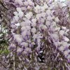 Glycine Grande Diva Maria - Wisteria (x) Venusta