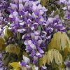 Glycine Grande Diva Nathalie - Wisteria (x) Venusta