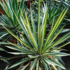 Yucca Bright Star - Yucca Panaché