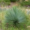 Yucca Rostrata -Promesse Fleurs Boutique yucca rostrata 834932 1