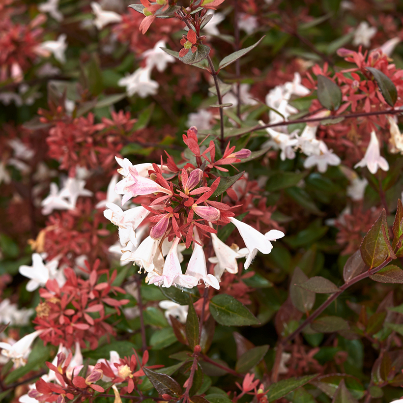 Promesse Fleurs Boutique -Promesse Fleurs Boutique Abelia grandiflora Semperflorens c a 1000122 1