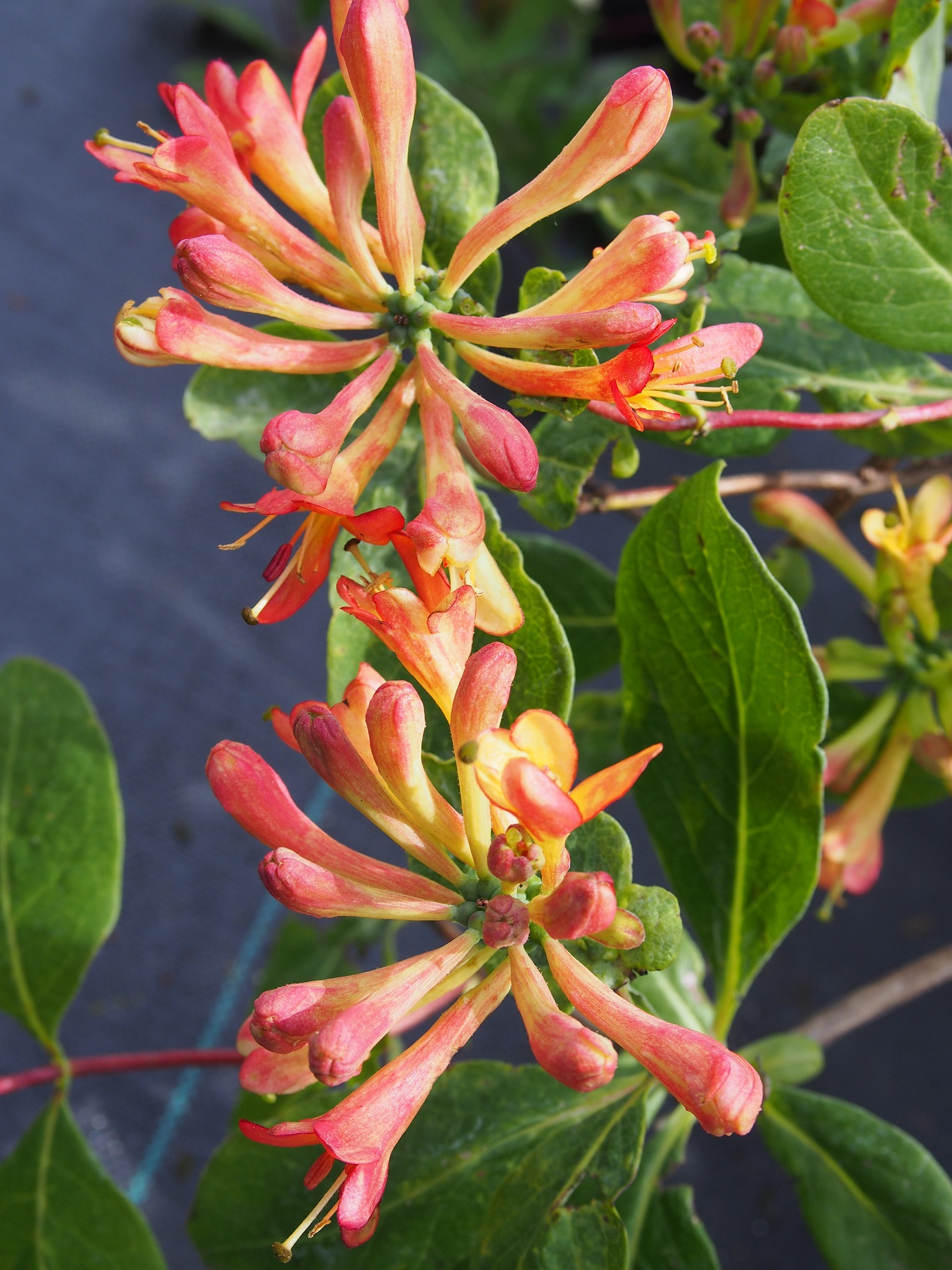 Promesse Fleurs Boutique -Promesse Fleurs Boutique Lonicera celestial chevrefeuille