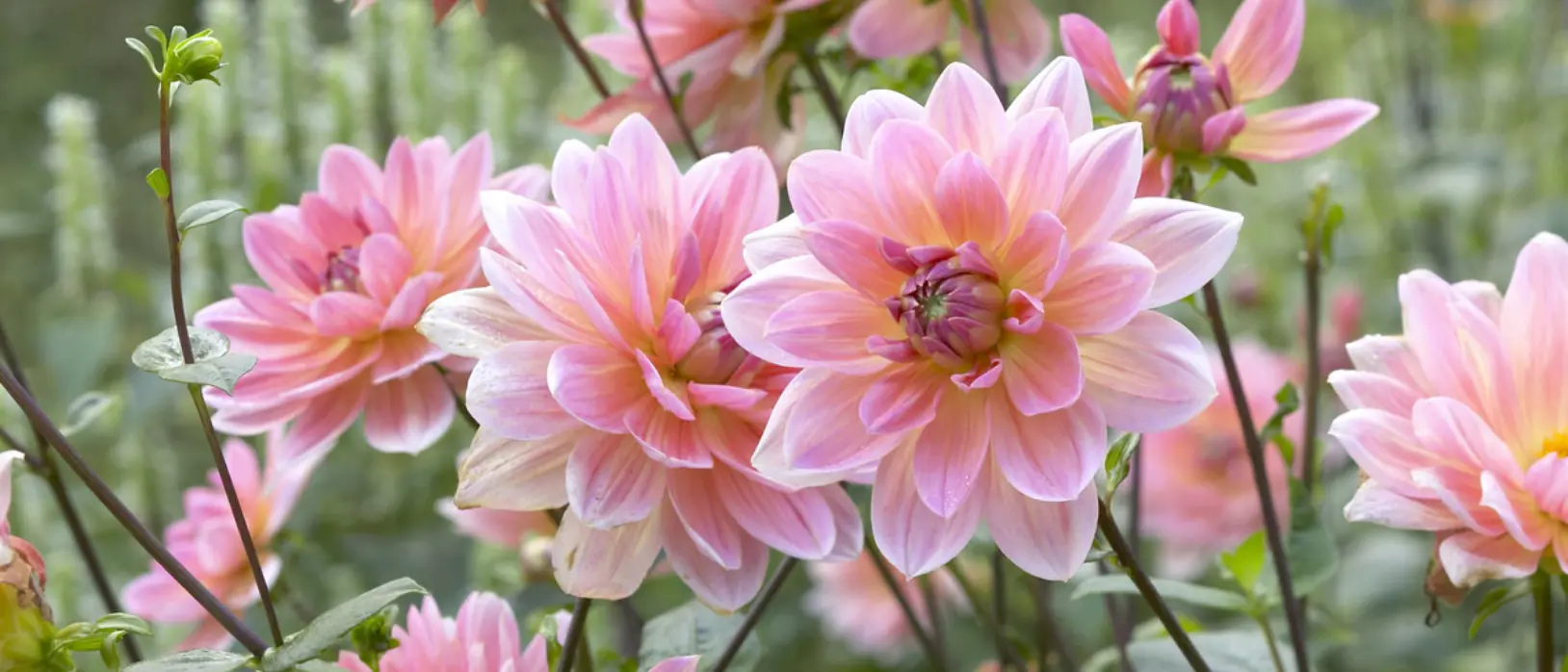 Promesse Fleurs Boutique -Promesse Fleurs Boutique dahlia