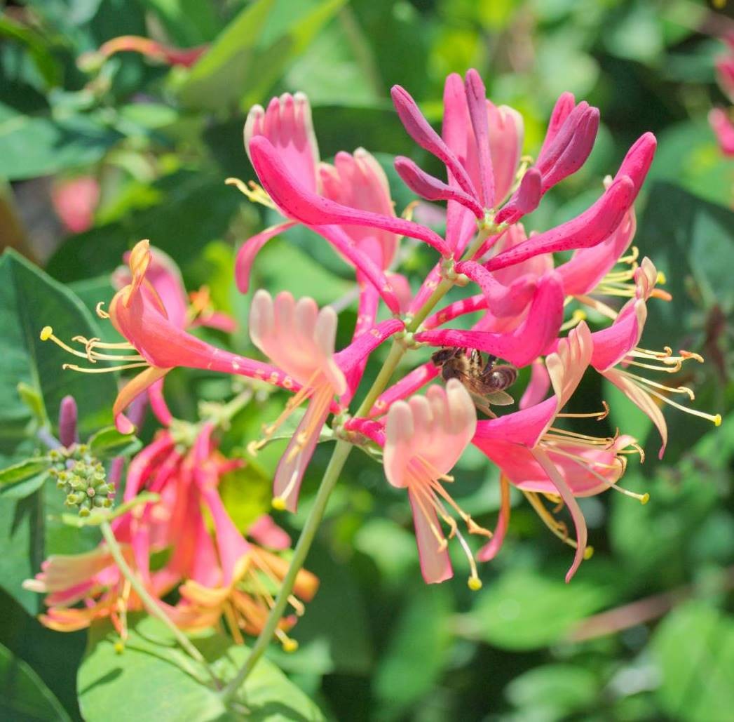 Promesse Fleurs Boutique -Promesse Fleurs Boutique lonicera japonica dart s world